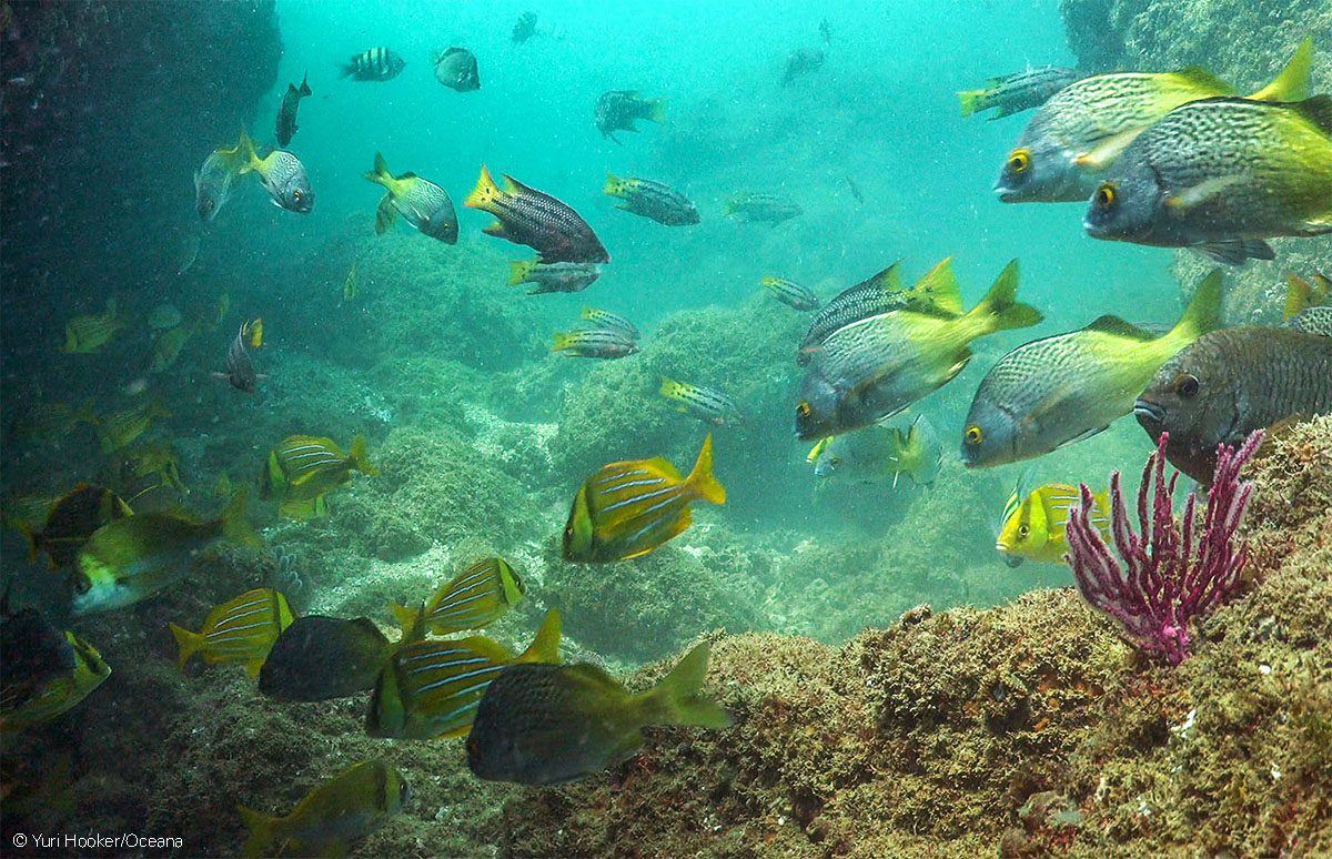 La excepcional belleza submarina del norte tropical peruano, con alta diversidad de peces e invertebrados marinos.