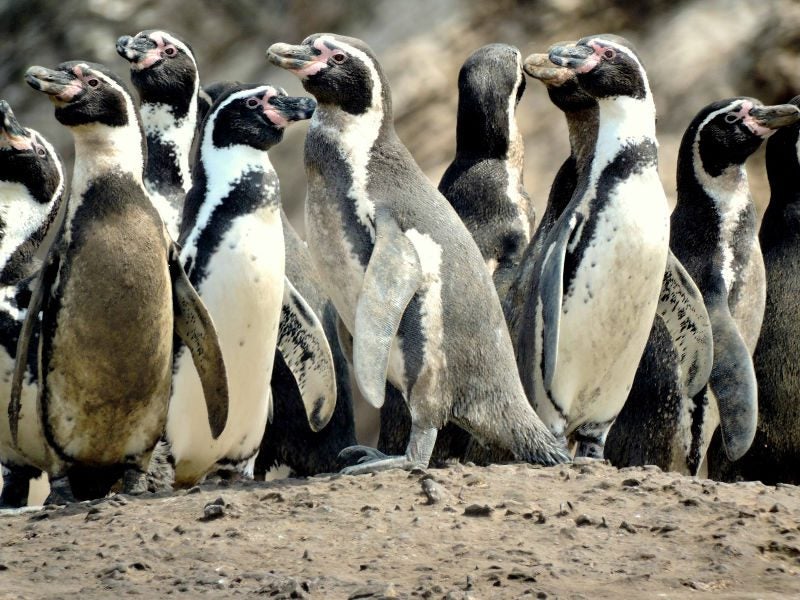 Pinguinos de Humboldt, piqueros, huanay son algunas de las aves costeras que dependen del mar © Sernanp