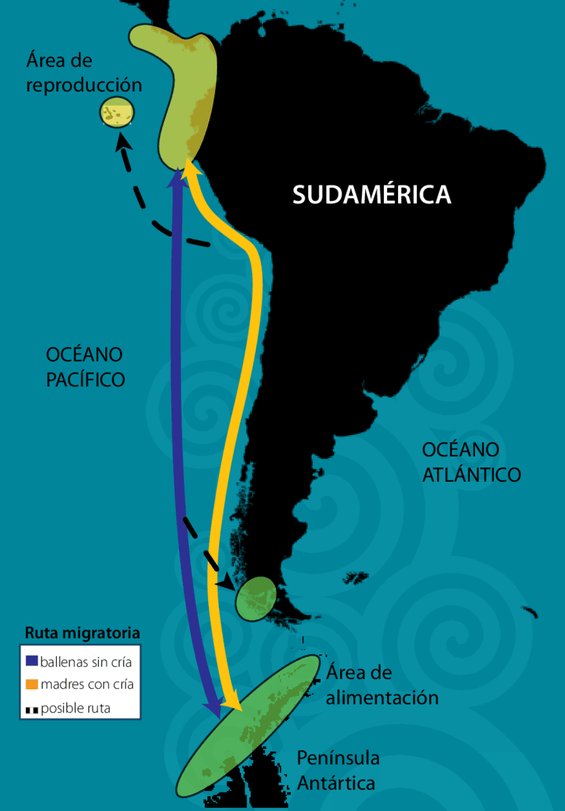 Rutas migratorias de las ballenas jorobadas
