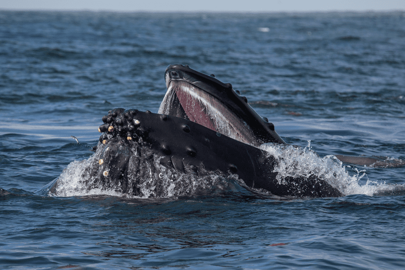 Alimentación de las ballenas jorobadas