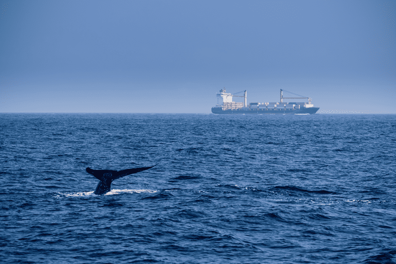 Las colisiones con embarcaciones son una de las amenazas de las ballenas jorobadas