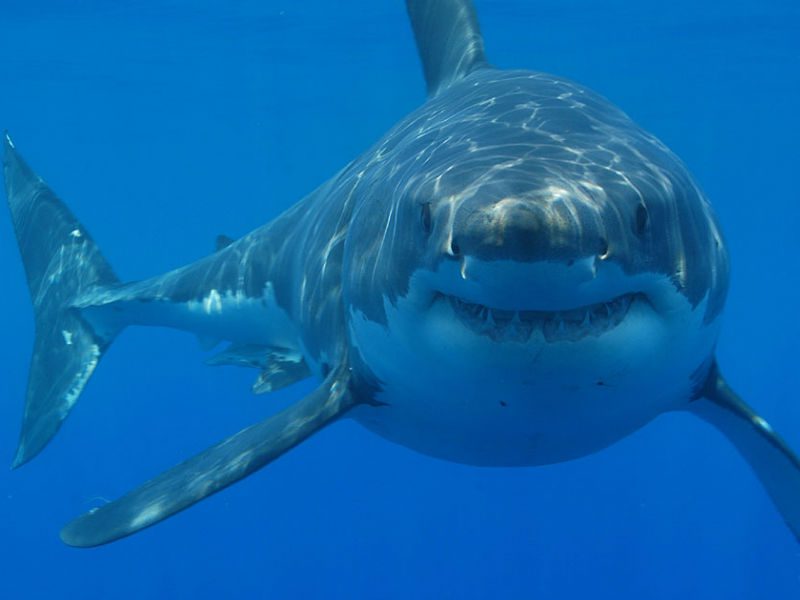 Los tiburones habitan la Tierra desde hace más de 400 millones de años. © Creative Commons