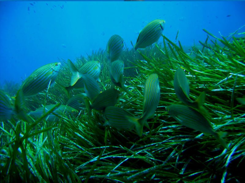 Las praderas submarinas almacenan más carbono que los bosques tropicales. © Houssine Kaddachi