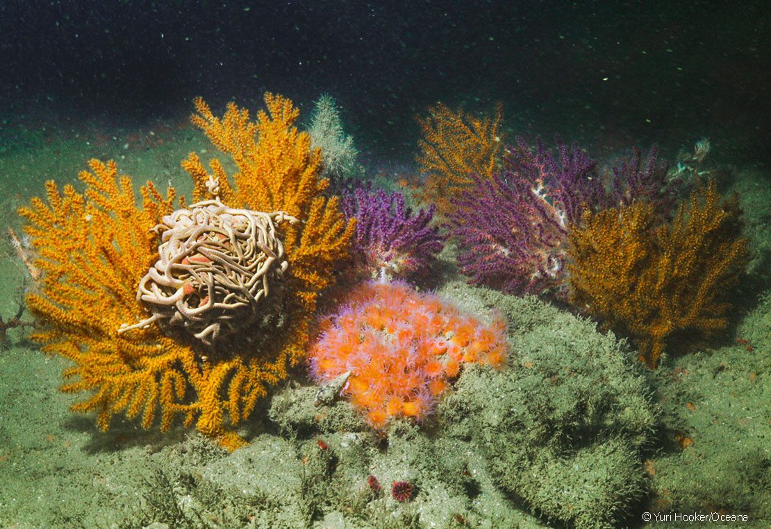 Como jardines submarinos, los corales y otros organismos cubren de biodiversidad los arrecifes rocosos del norte tropical. Varias de estas especies son incluso nuevas para la ciencia.