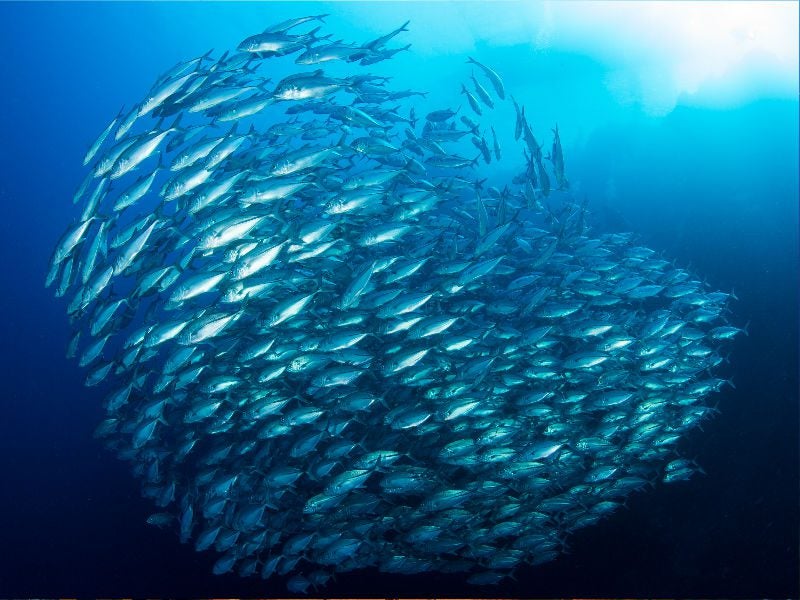 Peces pelágicos, como la anchoveta y la sardina, son la base de los ecosistemas marinos. © Steve De Neef