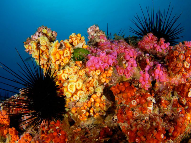 Los arrecifes son el hábitat para el 25% de especies marinas. © Eduardo Sorensen