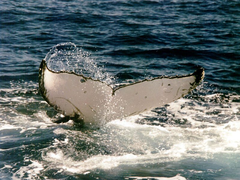 Las ballenas son una de las especies más deslumbrantes del mar, en el Perú pueden ser avistadas al norte.  © Wide Witt