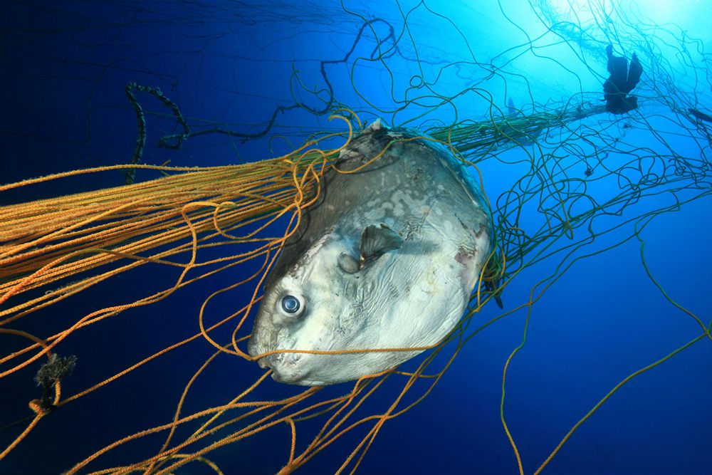 Atrapar las especies equivocadas daña la vida marina y obliga a los pescadores a dedicar más tiempo a clasificar sus capturas.