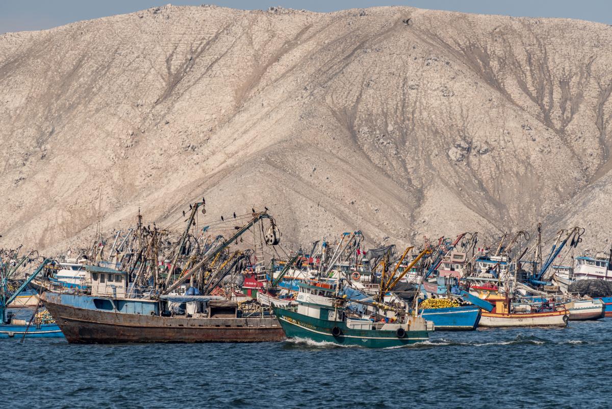 Existen más de 60 centros involucrados en la producción ilegal de harina de pescado en la costa norte y centro. Foto: André Baertschi.