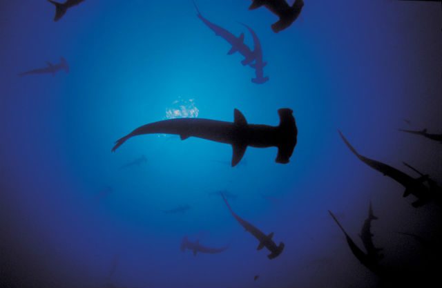Foto Rob Stewart