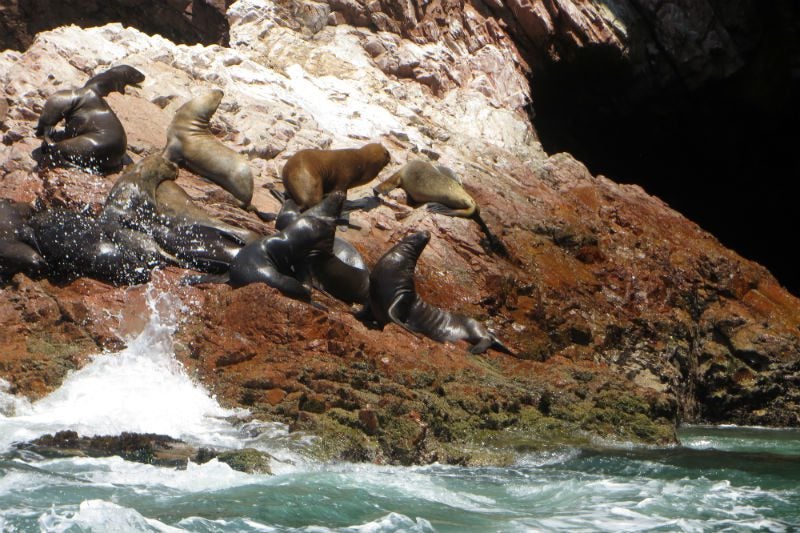 Paracas es un lugar privilegiado para observar fauna como lobos marinos, aves guaneras.
