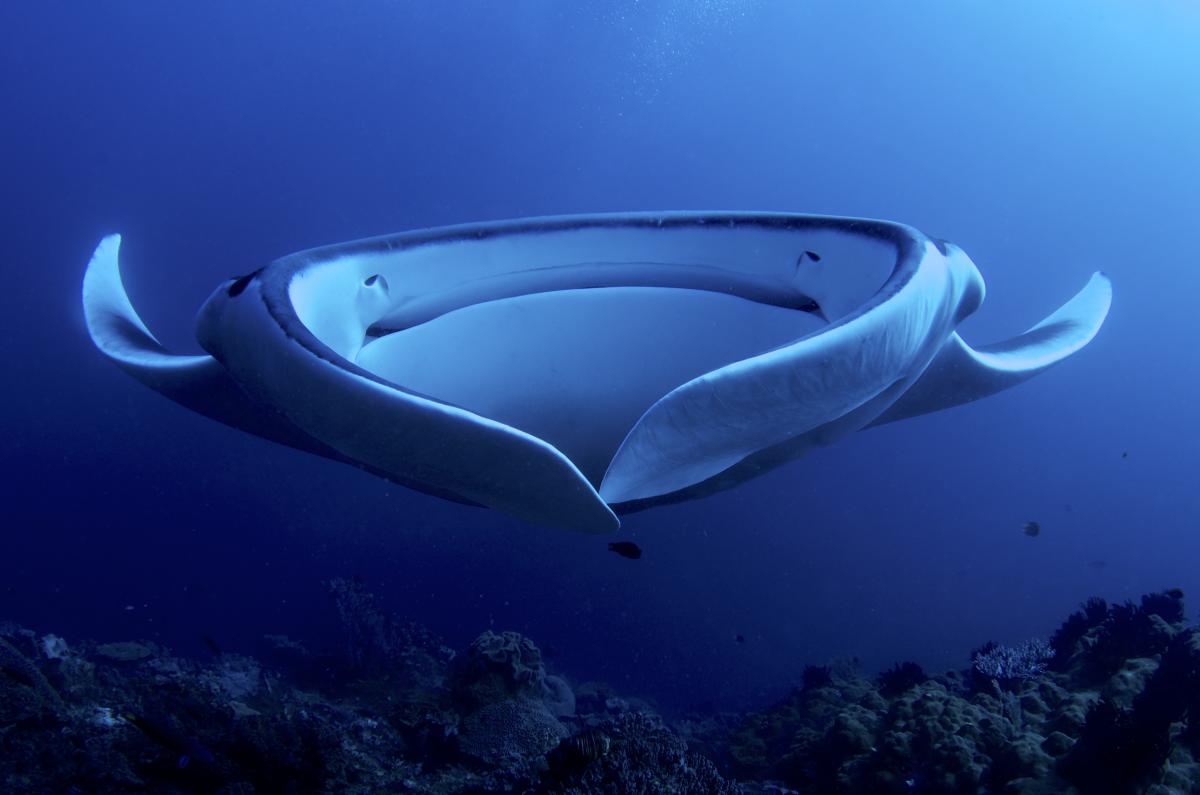 Mantarraya gigante, animal marino con uno de los cerebros más grandes