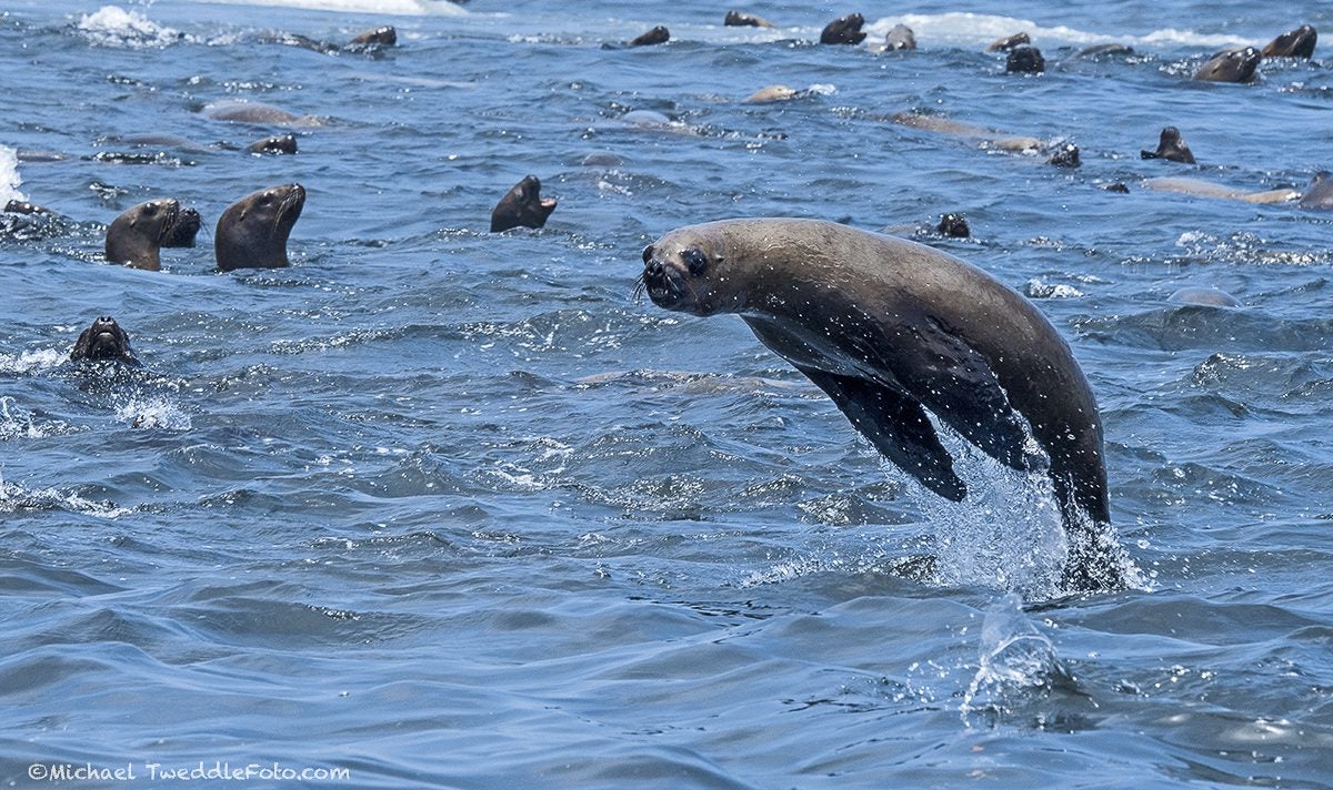 Islotes Palomino, el pequeño reino de lobos marinos - Oceana Peru