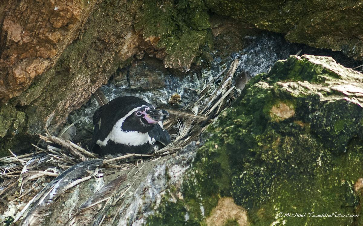 Pinguino de Humboldt anidando