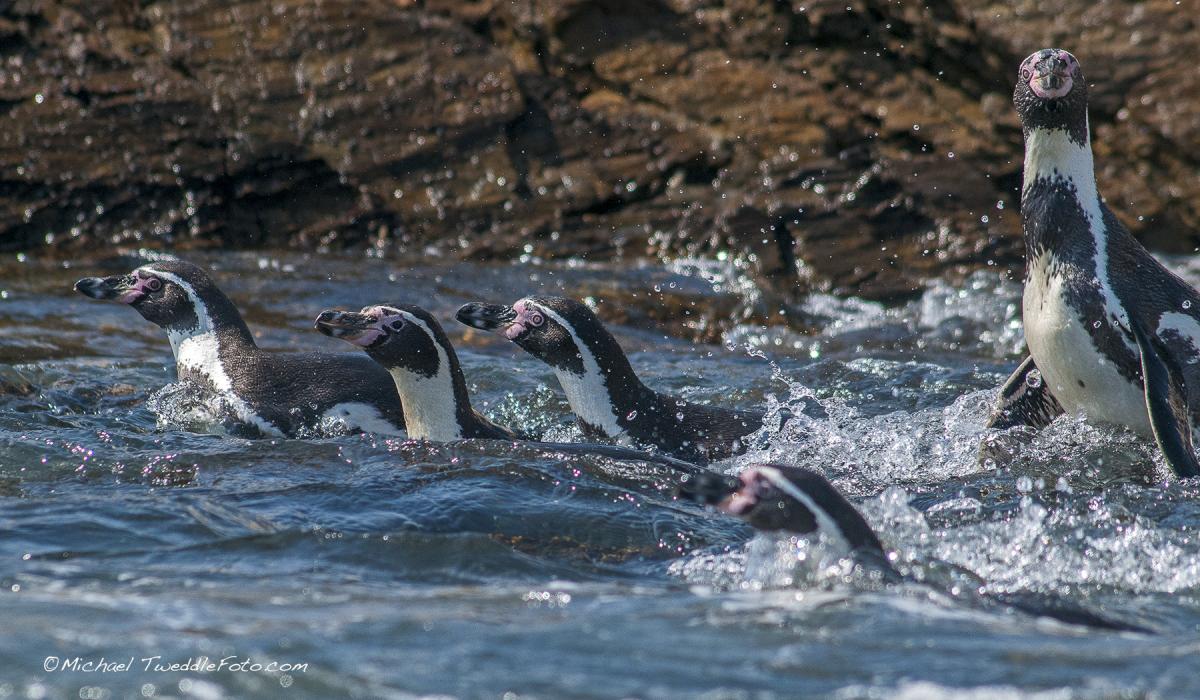 Pinguinos de Punta San Juan