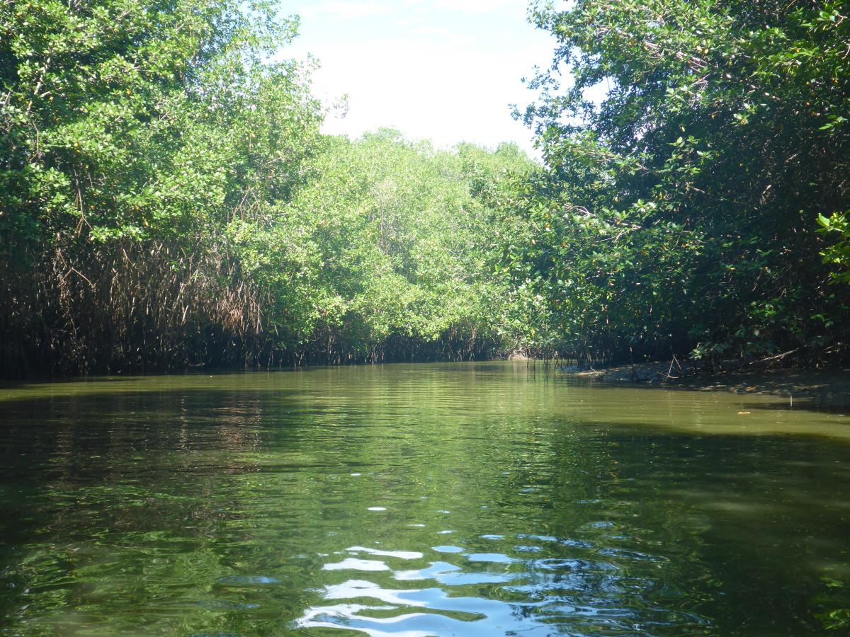 Creado en 1988, alberga el único bosque de mangles