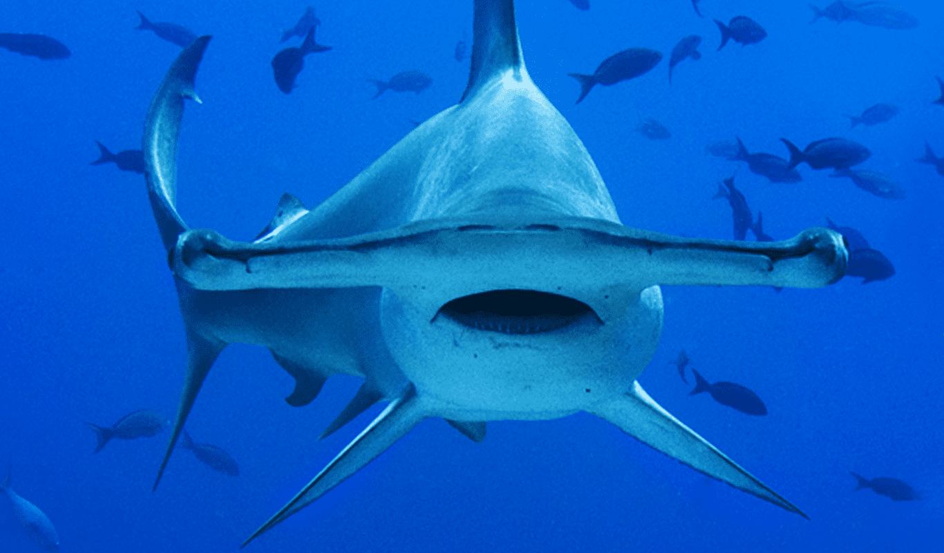El tiburón martillo y su herramienta caza: su extraña cabeza forma de T - Oceana Peru